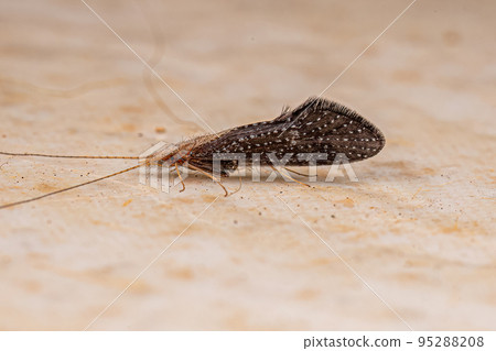 Adult Caddisfly Insect 95288208