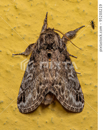 Adult Prominent Moth Insect Adult Prominent Moth Insect 95288219