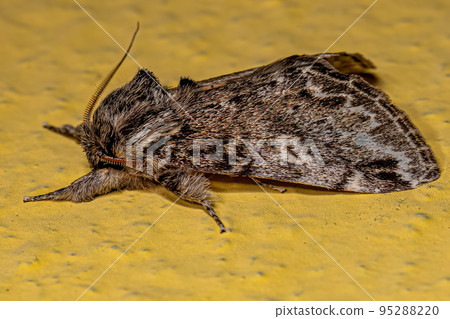 Adult Prominent Moth Insect Adult Prominent Moth Insect 95288220