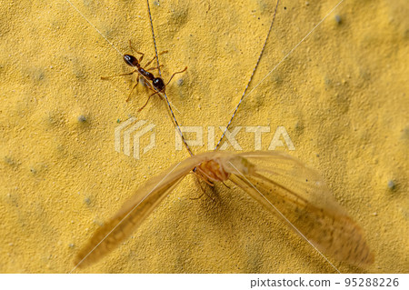 Adult Female Big-headed Ant preying on an Adult Caddisfly Insect 95288226