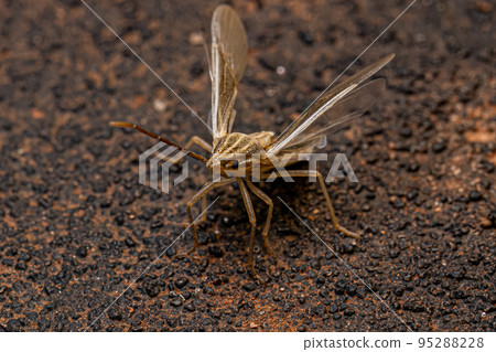 Small Adult Stink Bug 95288228