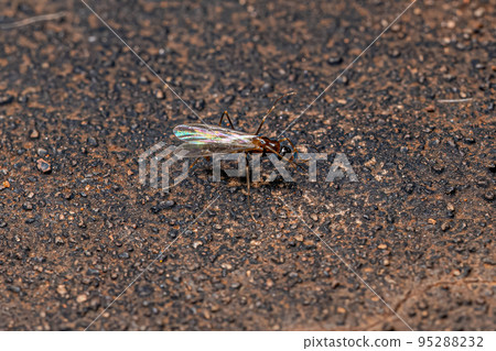 Adult Male Ant Adult Male Ant 95288232