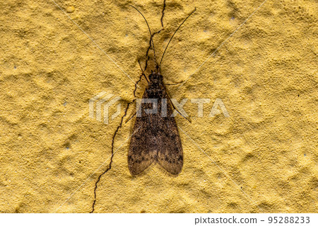 Adult Caddisfly Insect Adult Caddisfly Insect 95288233