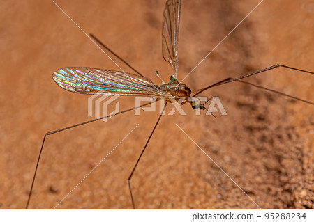 Adult Limoniid Crane Fly Adult Limoniid Crane Fly 95288234