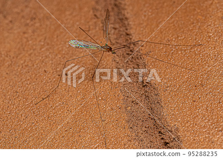 Adult Limoniid Crane Fly 95288235