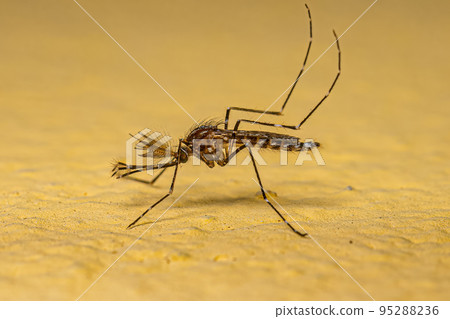 Adult Male Culicine Mosquito Insect Adult Male Culicine Mosquito Insect 95288236