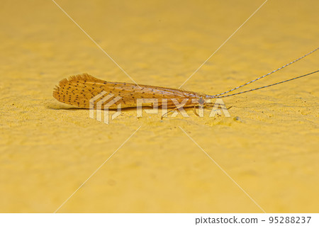 Adult Caddisfly Insect Adult Caddisfly Insect 95288237