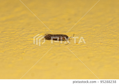 Adult Caddisfly Insect Adult Caddisfly Insect 95288238