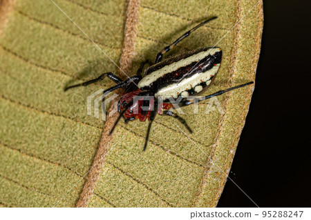 Adult Typical Orbweaver Spider Adult Typical Orbweaver Spider 95288247