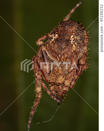 Small Orbweaver Spider 95288252