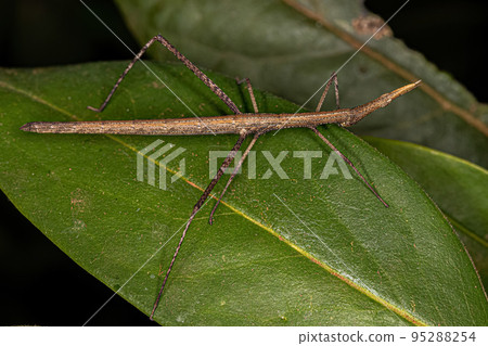 Neotropical Stick Grasshopper Neotropical Stick Grasshopper 95288254