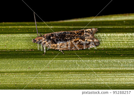 Adult Tortricid Leafroller Moth 95288257