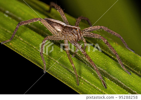 Adult Female Trechaleid Spider Adult Female Trechaleid Spider 95288258