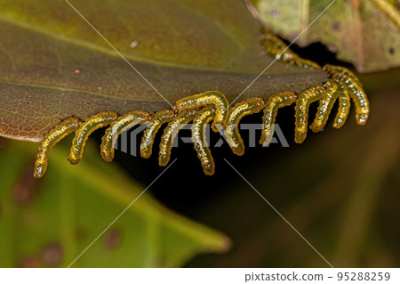 Small Sawflies Larvas eating a leaf Small Sawflies Larvas eating a leaf 95288259