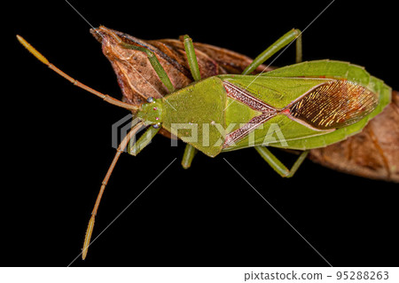 Adult Leaf-footed Bug 95288263