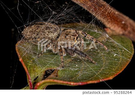 Small Jumping Spider 95288264
