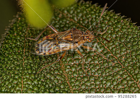 Adult Scentless Plant Bug 95288265