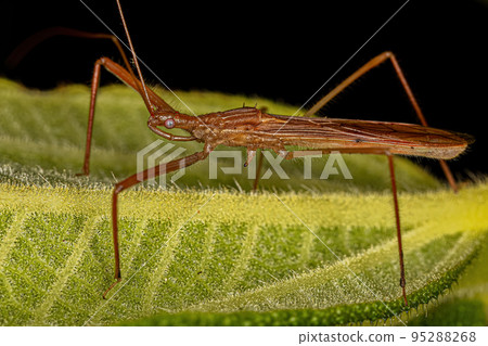 Adult Assassin Bug Adult Assassin Bug 95288268