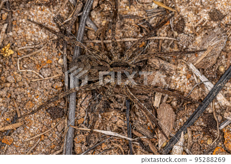 Small Wolf Spider 95288269