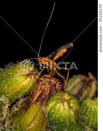 Adult Braconid Wasp 95288270