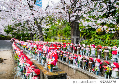 Tokyo's Zojoji Temple with cherry blossoms in full bloom ~Children's Jizo~ Tokyo's Zojoji Temple with cherry blossoms in full bloom ~Children's Jizo~ 95288276