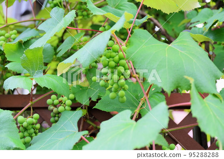 Grape fruit 95288288