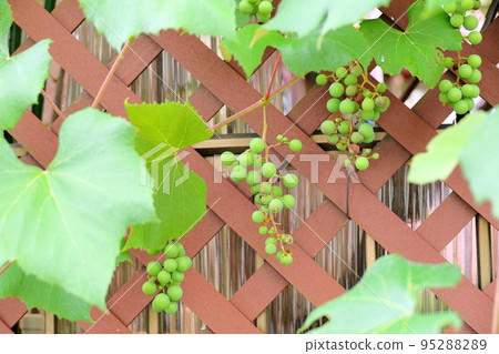Grape fruit 95288289