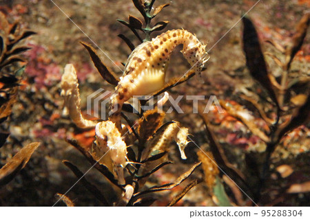 罐漿果海水管 95288304