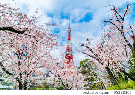 Tokyo Tower seen from Shiba Park with cherry blossoms in full bloom 95288305