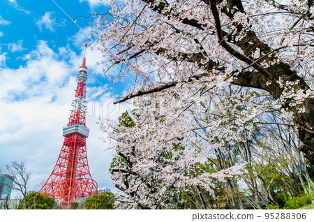 從芝公園看到的東京塔，櫻花盛開 95288306