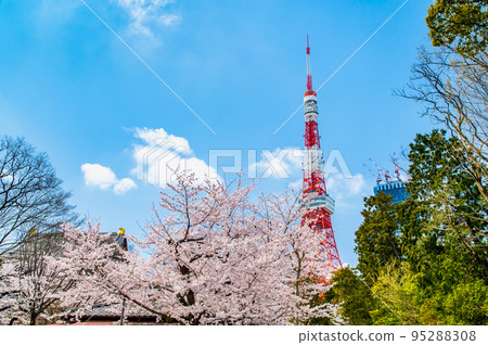 從芝公園看到的東京塔，櫻花盛開 95288308