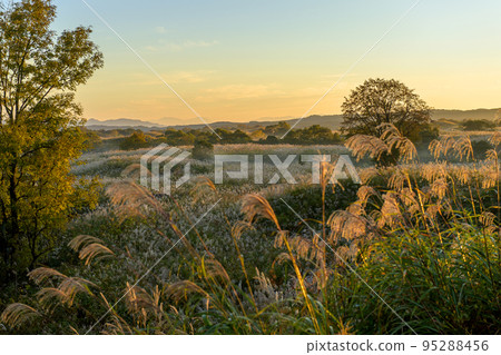 Pampas grass hill dyed in the morning glow, Nikaho Kogen, Akita Prefecture 95288456