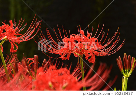Higanbana flowers wet in the rain 95288457