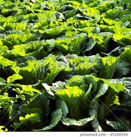 Chinese cabbage field Chinese cabbage field 95288594