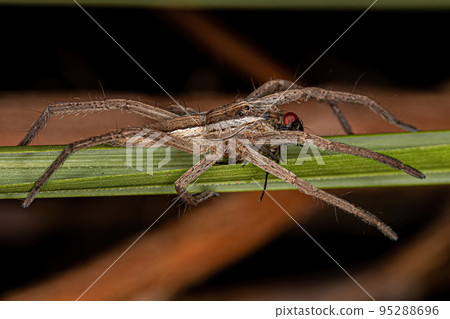 Adult Female Trechaleid Spider preying on a fly 95288696