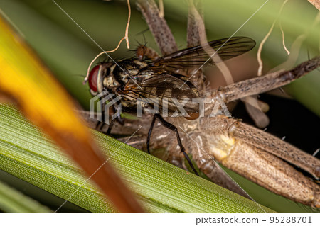 Adult Female Trechaleid Spider preying on a fly Adult Female Trechaleid Spider preying on a fly 95288701