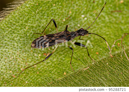 Adult Dirt-colored Seed Bug Adult Dirt-colored Seed Bug 95288721