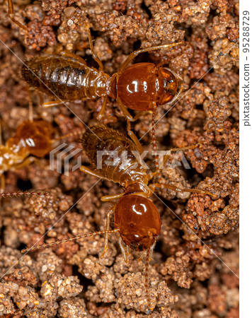 Adult Jawsnouted Termites Adult Jawsnouted Termites 95288729