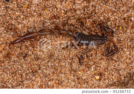 Adult Dead Male Arrowbreasted Scorpion Adult Dead Male Arrowbreasted Scorpion 95288733