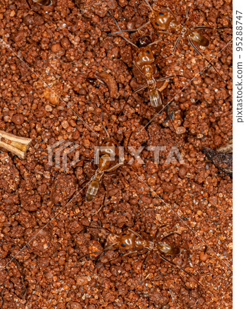 Adult Pyramid Ants 95288747