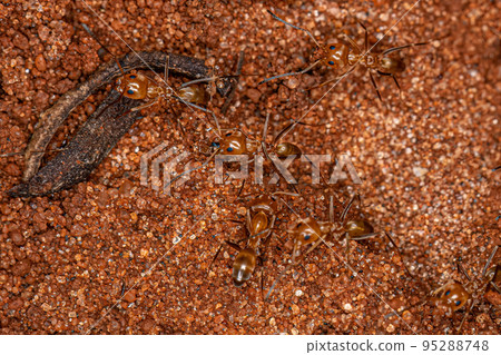 Adult Pyramid Ants 95288748