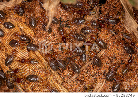 Small Higher Termites 95288749