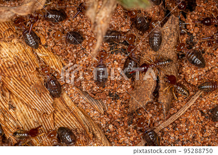 Small Higher Termites Small Higher Termites 95288750
