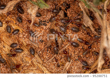 Small Higher Termites Small Higher Termites 95288751