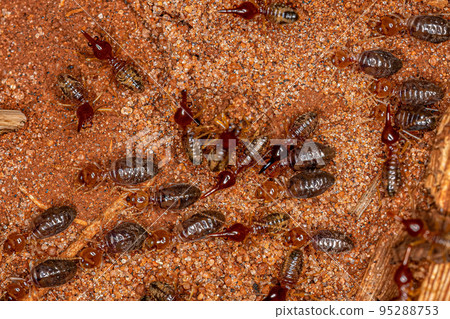 Small Higher Termites Small Higher Termites 95288753