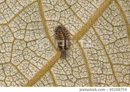Small Bristle Millipede 95288754