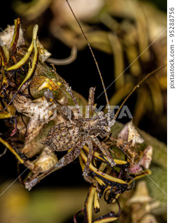 Leaf Katydid Nymph 95288756