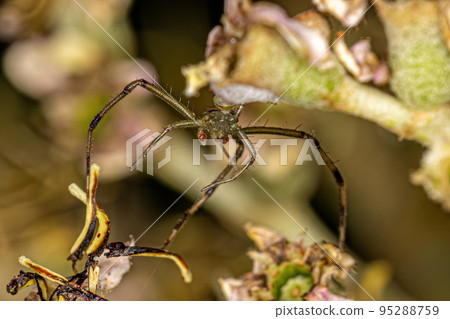 Adult Male Crab Spider Adult Male Crab Spider 95288759