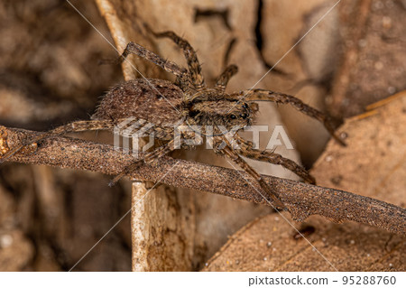 Small Wolf Spider Small Wolf Spider 95288760