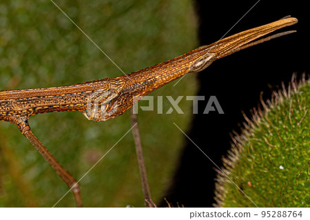 Neotropical Stick Grasshopper Neotropical Stick Grasshopper 95288764